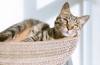 With cute pets by your side, life is sweeter!